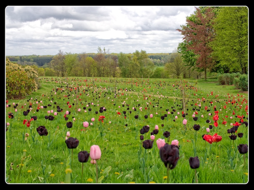 "Marching Tulips", Kent, England